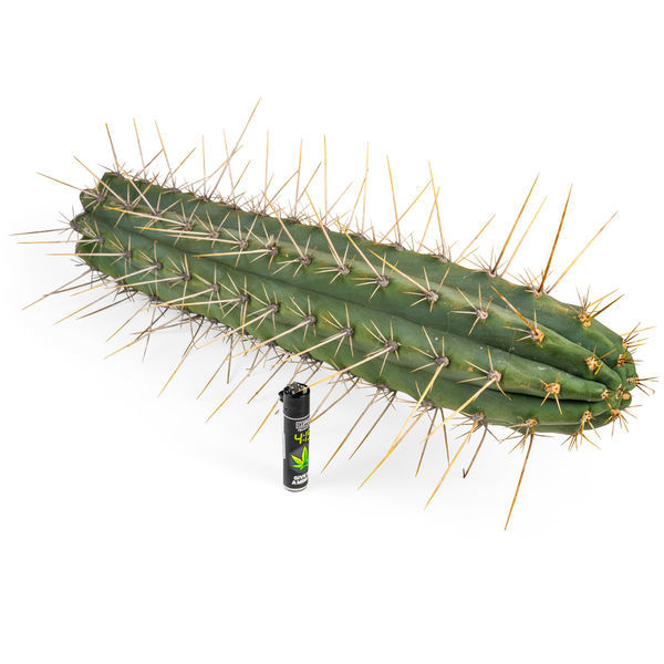 Perulainen torch -kaktus XL (Echinopsis peruviana)
