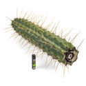 Perulainen torch -kaktus XL (Echinopsis peruviana)
