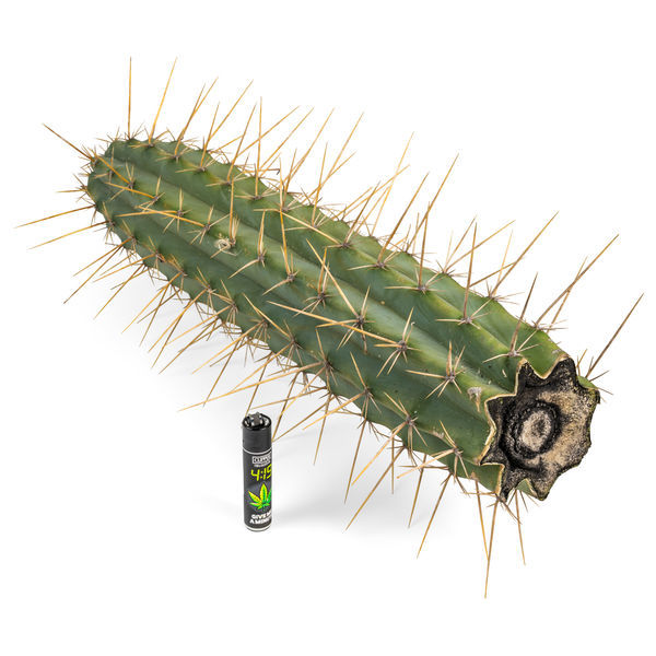 Perulainen torch -kaktus XL (Echinopsis peruviana)