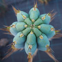 Perulainen torch -kaktus XL (Echinopsis peruviana)
