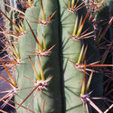 Perulainen torch -kaktus XL (Echinopsis peruviana)