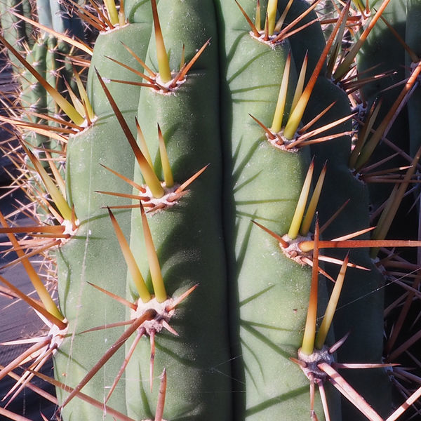 Perulainen torch -kaktus XL (Echinopsis peruviana)