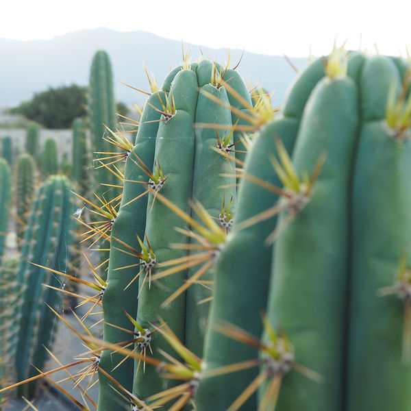 Perulainen torch -kaktus XL (Echinopsis peruviana)
