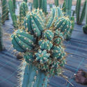 Perulainen torch -kaktus XL (Echinopsis peruviana)