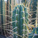 Perulainen torch -kaktus XL (Echinopsis peruviana)