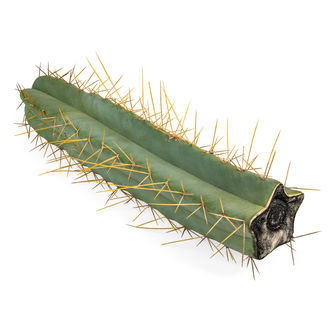 Bolivian Torch XL (Echinopsis bridgesii)