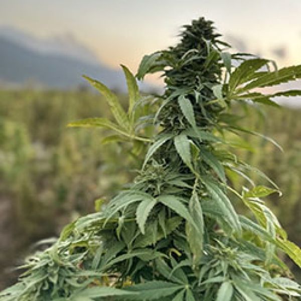 Paktia (Afghan Seed Connection) tavallinen