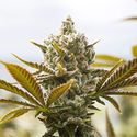 Panjshir Real Kush (Afghan Seed Connection) Tavallinen