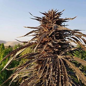 Kandahar (Afghan Seed Connection) tavallinen