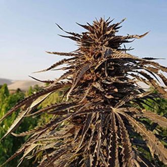 Kandahar (Afghan Seed Connection) tavallinen