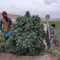 Logar (Afghan Seed Connection) tavallinen