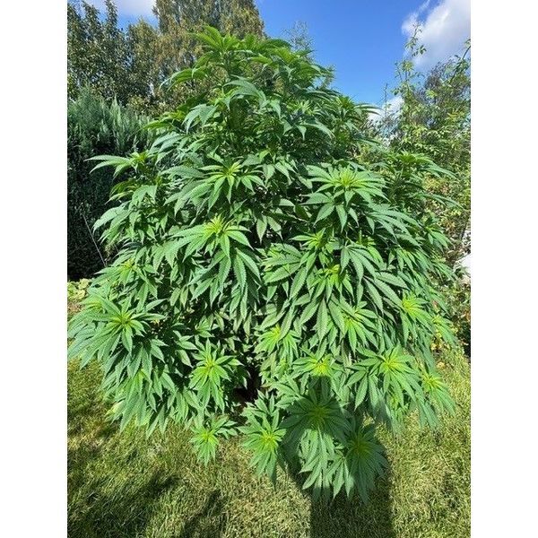 Logar (Afghan Seed Connection) tavallinen