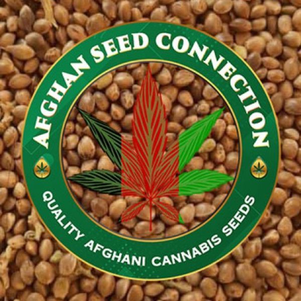 Nimruz (Afghan Seed Connection) tavallinen