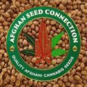 Kabul (Afghan Seed Connection) Tavallinen