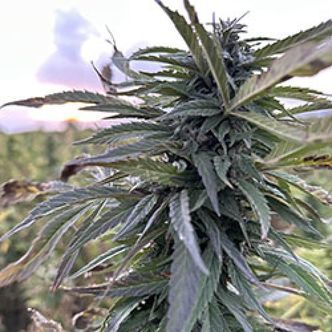 Helmand (Afghan Seed Connection) Tavallinen