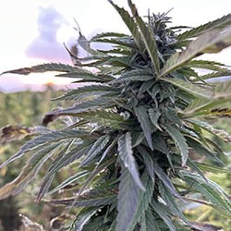 Helmand (Afghan Seed Connection) Tavallinen