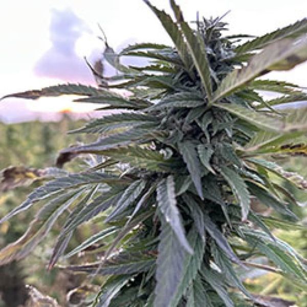 Helmand (Afghan Seed Connection) Tavallinen