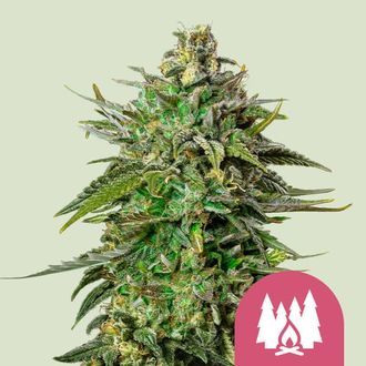Larry OG (Royal Queen Seeds) Feminisoidut
