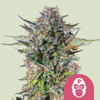 Pink Gorilla (Royal Queen Seeds) Feminisoidut