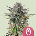 Pink Gorilla (Royal Queen Seeds) Feminisoidut