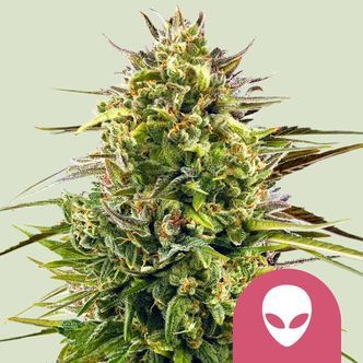 Alien OG (Royal Queen Seeds) feminisoidut