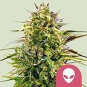 Alien OG (Royal Queen Seeds) Feminisoidut