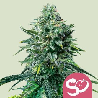 Forbidden Fruit (Royal Queen Seeds) feminisoidut kannabiksen siemenet