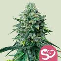 Forbidden Fruit (Royal Queen Seeds) Feminisoidut