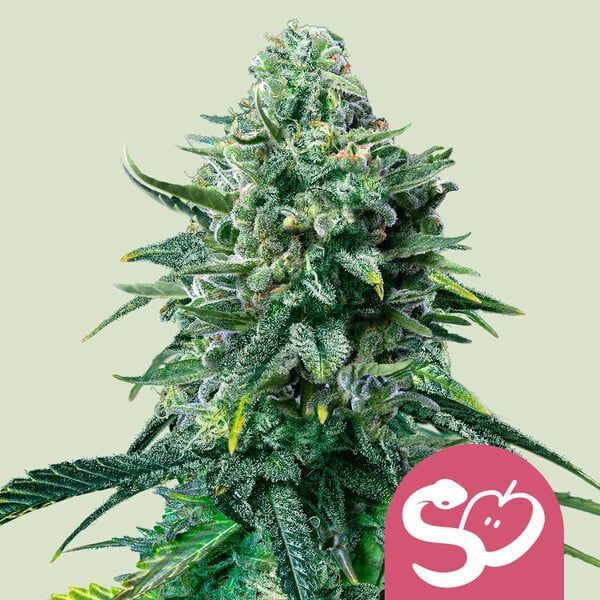 Forbidden Fruit (Royal Queen Seeds) Feminisoidut