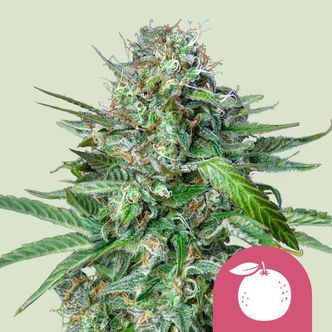 Tangie (Royal Queen Seeds) feminisoitu