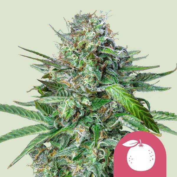 Tangie (Royal Queen Seeds) Feminisoidut