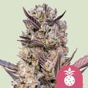 Tropicana Cookies Purple (Royal Queen Seeds) Feminisoidut