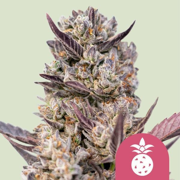 Tropicana Cookies Purple (Royal Queen Seeds) Feminisoidut