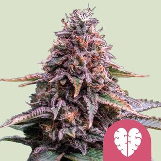 Pink Mist (Royal Queen Seeds) feminisoidut kannabiksen siemenet