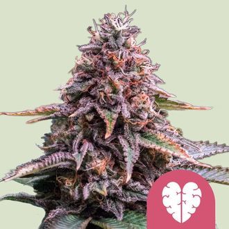 Pink Mist (Royal Queen Seeds) Feminisoidut