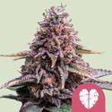 Pink Mist (Royal Queen Seeds) Feminisoidut