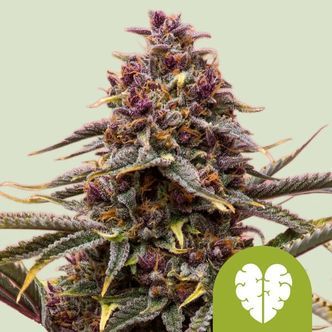 Pink Mist Automatic (Royal Queen Seeds) feminisoidut