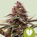Pink Mist Autoflower (Royal Queen Seeds) Feminisoidut