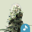 Dance World (Royal Queen Seeds) Feminisoidut