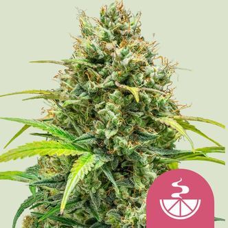 Lemon Skunk (Royal Queen Seeds) feminisoidut kannabiksen siemenet