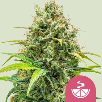 Lemon Skunk (Royal Queen Seeds) Feminisoidut