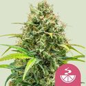 Lemon Skunk (Royal Queen Seeds) Feminisoidut