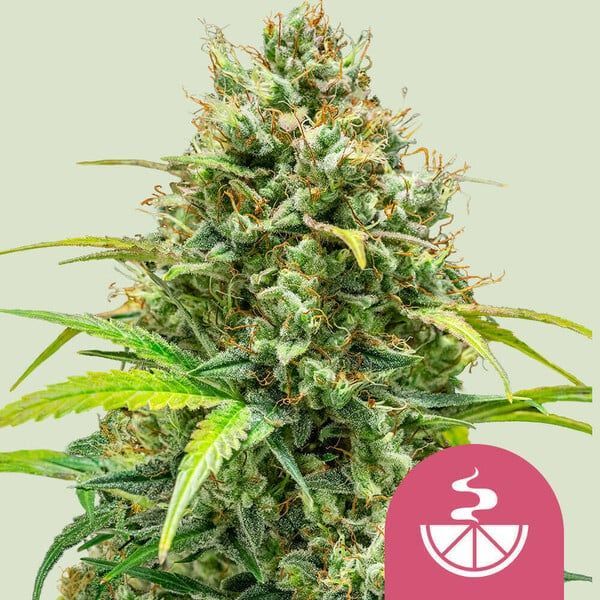 Lemon Skunk (Royal Queen Seeds) Feminisoidut