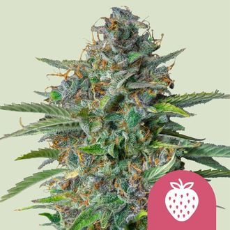 Strawberry Cough (Royal Queen Seeds) Feminisoidut