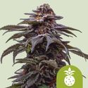 Tropicana Cookies Purple Autoflower (Royal Queen Seeds) Feminisoidut