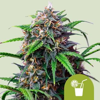 Purple Lemonade Auto (Royal Queen Seeds) feminisoitu
