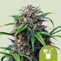 Purple Lemonade Auto (Royal Queen Seeds) Feminisoidut