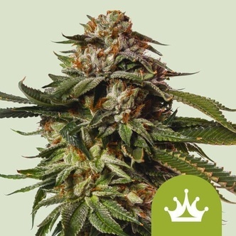 Special Queen 1 Automatic (Royal Queen Seeds) feminisoidut kannabiksen siemenet