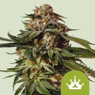 Special Queen 1 Autoflower (Royal Queen Seeds) Feminisoidut