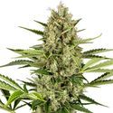 Jack Herer Autoflower (Sensi Seeds) Feminisoidut